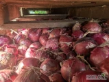 Sprzedam cebulę czerwona Red Spring na obieranie duży kaliber 8-9 w większości.