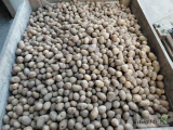 Sprzedam ziemniaki odmiana Lily, kaliber 3-5cm., towar zdrowy bez zanieczszczeń, tak jak na zdjęciach, ok. 20ton. Możliwy transport po...
