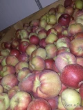 Sprzedam jabłka alwe ligola Elizę jabłka w dobrej kondycji z chłodni ok Warki 