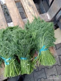 Sprzedam świeży koper uzbecki oraz natkę - nowa dostawa