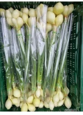 Sprzedam cebulę dymkę ze szczypiorem ładny towar nr tel 691970744