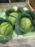 Witam sprzedam kapustę włoską -białą -czerwoną  market zainteresowanych zapraszam