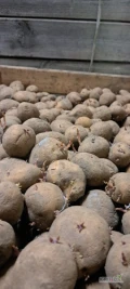 Dzień dobry. Posiadam na sprzedaż 1500kg ziemniaka skrobiowego odmiany Zuzanna kaliber 35-50mm. Ziemniak zadbany.  Cena 0,80 zł za...