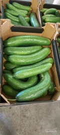 Sprzedam Ogórka szklarniowego II Klasa 2,5zł kg.  Możliwy transport. Ilosci paletowe. Worek lub skrzynia. Kalisz. Tel. 884 883 858 