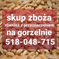 Kupie zboże zanieczyszczone wilgotne niepelnowartosciowe z przeznaczeniem na gorzelnie. Gotówka. Odbiór z gospodarstwa. Tel 518 048 715