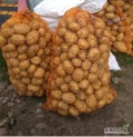 Sprzedam ziemniaki młode Denar z piaszczystej jasnej ziemi. Dowolne ilości . Inowrocław 