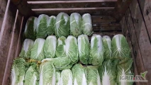 Sprzedam kap. pekińską 0,5-2kg, zdrowa, zielona, badania.