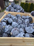 Do sprzedania posiadam kapustę czerwoną. Kapusta ładna od 1 do 3 kg.