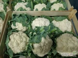 Sprzedam kalafior 600 Łuszczek towar z chłodni 