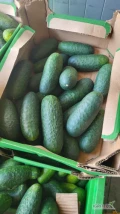 Sprzedam ogórek sałaciak około 1000kg