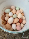 Dzień dobry. Mam do zaoferowania wiejskie jajka od kur z wolnego wybiegu. Kury mają stały dostęp do zieleni, są karmione naturalnymi...