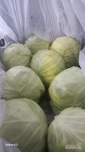 Sprzedam kapustę białą młodą