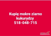 Kupię mokre ziarno kukurydzy 100 ton. 518-048-715