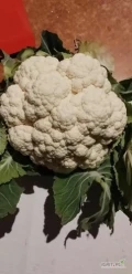 Sprzedam brokuła i kalafiora ładny biały 