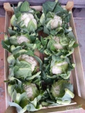 Sprzedam kalafior 8 około 200 Łuszczek i 220 łuszczek 6