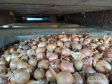 Sprzedam cebulę na wysadke, kaliber 40/50, odmiana Hytune, ostatnie 8-10 ton