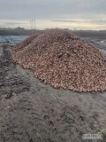 Sprzedam Cebule na obieranie  odmiana disco na obieranie ostatnie 15-20 ton w 