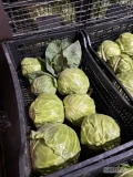 Sprzedam kapusta wczesna, obrana - około 100 opakowań