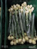 Sprzedam cebulę że szczypiorkiem dymkę wiązana po 3 szt.w folie . 