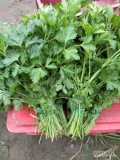 Witam posiadam na sprzedaż natkę pietruszki cena 1.1 zł do negocjacji 