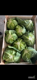 Sprzedam kapuste mloda, import Macedonia, 8-9sztuk na luszczke, ilosci paletowe I calosamochodowe, dostawa na terenie całego kraju,