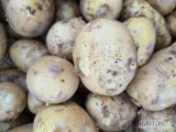 Sprzedam młode ziemniaki- większe ilości. 