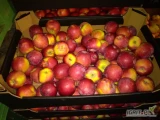 Kupię jabłka drobne do 75mm /czerwone,twarde odmiany 10% wybarwienia/  w nasze kartony -1,4 zł/kg