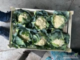 Sprzedam kalafior pakowany łuszczka 6sztuk towar świeży ładna zbita róża ilość cało samochodowe  towar schłodzony