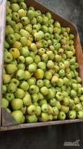 Sprzedam jabłko za wagę w skrzyni: Prince (1,70zl/kg) oraz Golden (1,80zl/kg). Więcej informacji pod numerem telefonu 723-271-828