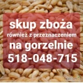 Kupię zboże groszej jakości zanieczyszczone wilgotne niepelnowartosciowe. Odbiór z gospodarstwa. Płatne w dniu załadunku 