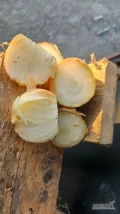 Sprzedam cebula zimowa kaliber 35 55 zdrowa sucha nadająca się na wysadke po obcinarce smiglowej możliwość spakowania wr worek 15...