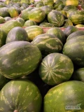 Arbuz dumar 4/9 kg Włochy- świeża dostawa Warszawa