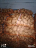 Sprzedam ziemniaki kaliber 5+ odmiana Gala pakowane worek wiązany 10-15kg, ładnie przygotowane bez kiełków ilości busowe i paletowe...
