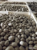 Sprzedam ziemniaki jadalne 600ton kal45+odmiany Gala ,qeen Anna ,twister ,Michalina ,Ignacy ,denar .opakowanie do ustalenia big bag lub...