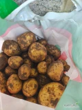 Witam,naszykuje ziemniaki odmiana denar,towar zdrowy bez robaka,kaliber 40-60 ,dostępna ilość ok 150t,ziemniak ładny nie przerośnięty...
