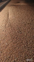 Sprzedam proso. Proso prosto po kombajnie nie czyszczone w big bag ilość 9 ton 