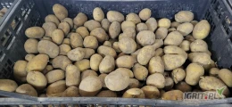 Ziemniaki wielkości sadzeniaka odmiany denar. Więcej informacji udzielę telefonicznie. 