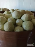 Sprzedam kapustę białą kaliber 1-3,5 kg