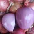 SPRZEDAM - CEBULA ŻÓŁTA, RÓŻOWA, CZERWONA, - NA OBIERANIE - ILOŚĆ TIROWA - DOSTAWA DO PL