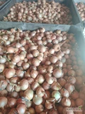 Sprzedam cebulę Supra. Ładna łuska. Kaliber 5,5-8,5.