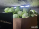 Sprzedam kapuste biała kal.1-4kg opakowanie karton box 