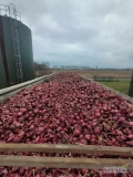 Cebula CZERWONA ,SZALOTKA ,RÓŻOWA na pakowanie i obieranie, ilości tirowe, import, dostawa do klienta, cała Polska, Www.river-onions.nl,