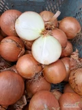 Gospodarstwo Warzyenicze sprzedam piękna cebule 5-7 I 7+ worek 10-15 kg tirowe ilości I czerwona piękna kaliber 5-8 tirowe...