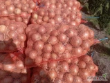 Sprzedam cebulę z siewu wiosennego odmiana Medusa  worek 15 kg ,big bag, lub luz cebula po obcinarce podana cena za big bag cena za worek...