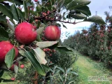 Sprzedam ok. 70 t jabłka czerwonego, odmiana podobna do Jonagoreda.