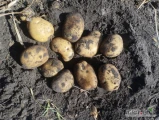 Sprzedam ziemniaki Odmiany Jurek oraz Gala 50+ ilości busowe oraz większe 
