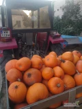 Sprzedam dynie Halloween.. Sprzedaż hurtowa powyżej 100 kg - 1,5 zł, do 100 kg - 2zł. Mam również dynie jadalne pomarańczową i...