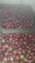 Sprzedam jabłko Najdared w skrzyniopaletach ilość 70 szt 