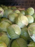 Sprzedam kapustę białą jakość marketowa cena opakowanie oraz kaliber do ustalenia 