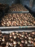 Sprzedam cebulę na obieranie 